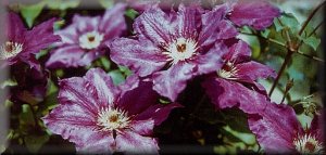 Clematis photograph