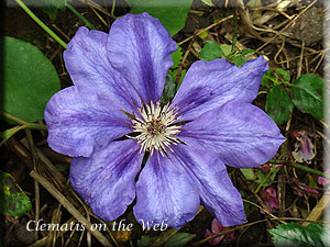 Clematis photograph