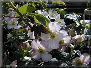 Clematis photograph