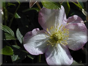 Clematis photograph