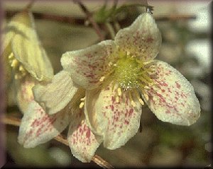 Clematis photograph