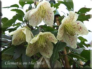 Clematis photograph