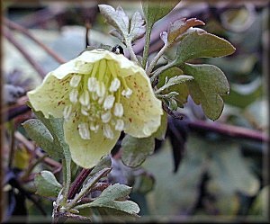 Clematis photograph