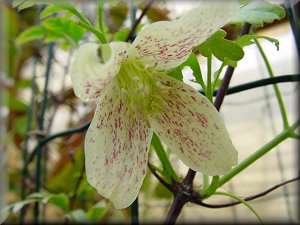 Clematis photograph