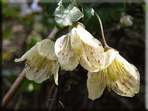 Clematis photograph