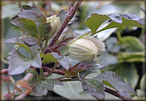 Clematis photograph