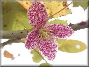 Clematis photograph