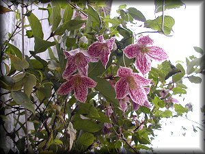 Clematis photograph