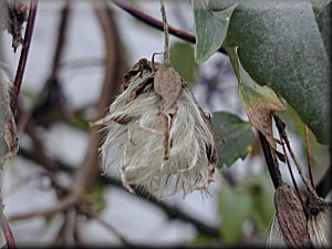 Clematis photograph