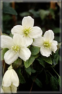 Clematis photograph