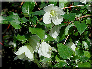 Clematis photograph