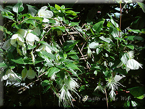 Clematis photograph