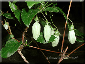 Clematis photograph