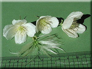 Clematis photograph