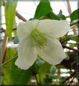 Clematis photograph