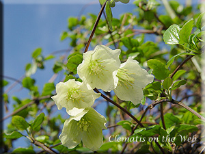 Clematis photograph