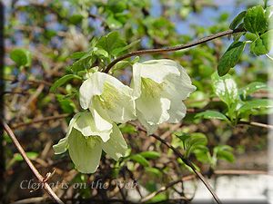 Clematis photograph