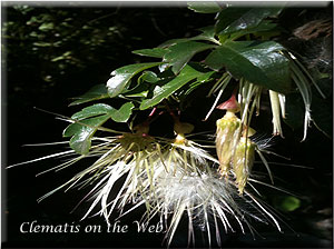 Clematis photograph