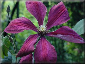 Clematis photograph