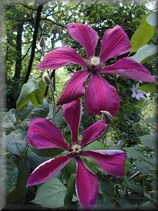 Clematis photograph