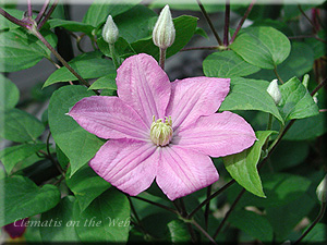 Clematis photograph