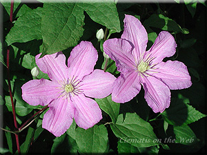 Clematis photograph