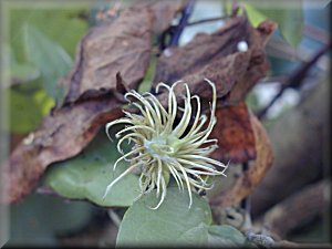 Clematis photograph