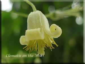 Clematis photograph