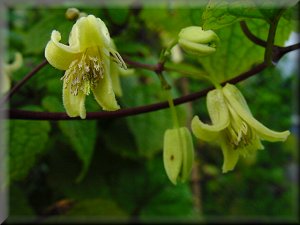 Clematis photograph