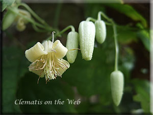 Clematis photograph