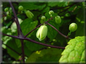 Clematis photograph