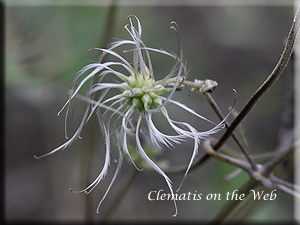 Clematis photograph