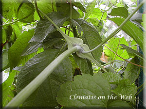 Clematis photograph