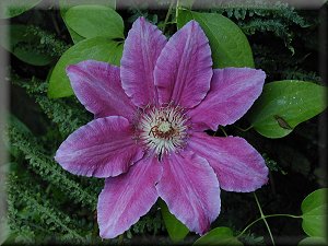 Clematis photograph