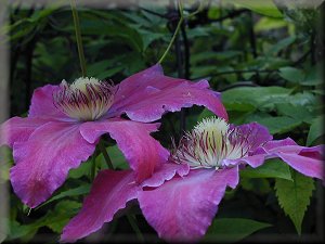 Clematis photograph