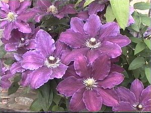 Clematis photograph