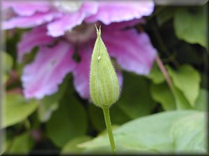 Clematis photograph