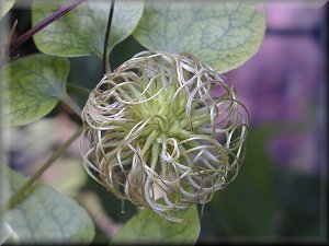 Clematis photograph