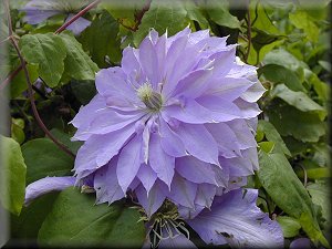 Clematis photograph