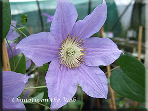 Clematis photograph