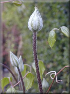 Clematis photograph