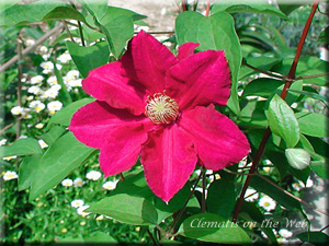 Clematis photograph