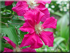 Clematis photograph