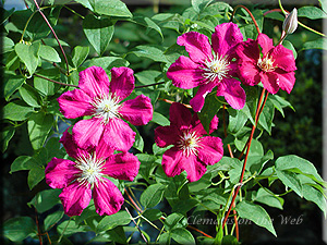 Clematis photograph