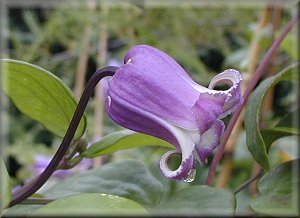 Clematis photograph