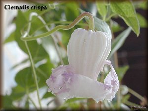 Clematis photograph