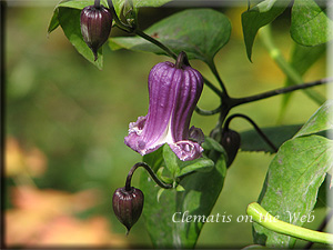 Clematis photograph