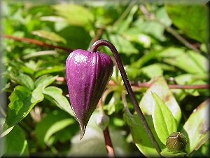 Clematis photograph