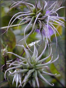 Clematis photograph