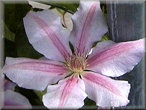 Clematis photograph